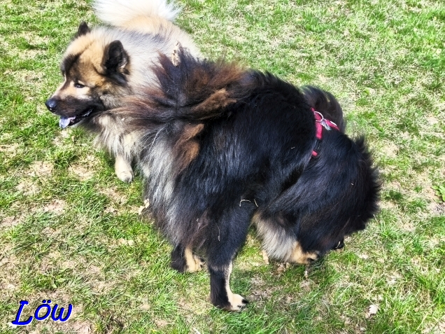 8.4.2025 - Eurasier-Clique